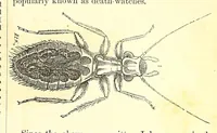 An illustration from Nature and art (1866)