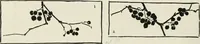 An illustration from Nature drawing from various points of view (1910)