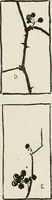 An illustration from Nature drawing from various points of view (1910)