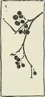 Picture 77 of 133 from Nature drawing from various points of view (1910), leaf 105