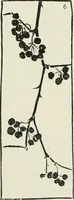 An illustration from Nature drawing from various points of view (1910)