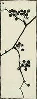 An illustration from Nature drawing from various points of view (1910)