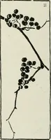 An illustration from Nature drawing from various points of view (1910)