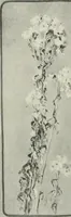 An illustration from Nature drawing from various points of view (1910)
