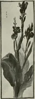 An illustration from Nature drawing from various points of view (1910)