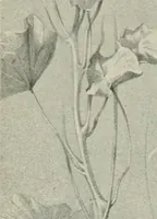 An illustration from Nature drawing from various points of view (1910)