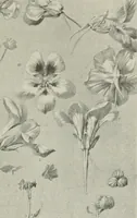 An illustration from Nature drawing from various points of view (1910)