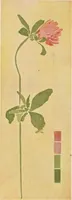An illustration from Nature drawing from various points of view (1910)