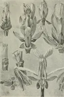 An illustration from Nature drawing from various points of view (1910)