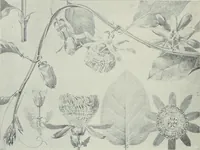An illustration from Nature drawing from various points of view (1910)