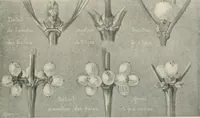 Picture 97 of 133 from Nature drawing from various points of view (1910), leaf 132