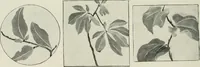 An illustration from Nature drawing from various points of view (1910)