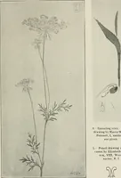 An illustration from Nature drawing from various points of view (1910)