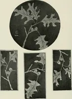 An illustration from Nature drawing from various points of view (1910)