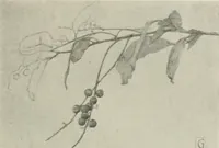 An illustration from Nature drawing from various points of view (1910)