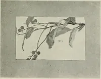 An illustration from Nature drawing from various points of view (1910)