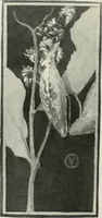 An illustration from Nature drawing from various points of view (1910)