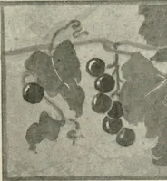 An illustration from Nature drawing from various points of view (1910)