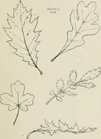An illustration from Nature drawing from various points of view (1910)
