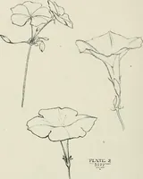 An illustration from Nature drawing from various points of view (1910)
