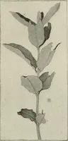 An illustration from Nature drawing from various points of view (1910)