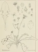 An illustration from Nature drawing from various points of view (1910)