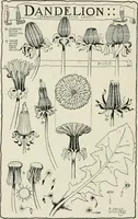 An illustration from Nature drawing from various points of view (1910)