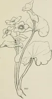 An illustration from Nature drawing from various points of view (1910)