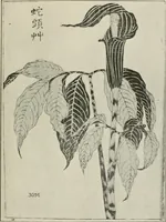 An illustration from Nature drawing from various points of view (1910)