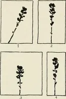 An illustration from Nature drawing from various points of view (1910)