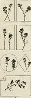 Picture 4 of 133 from Nature drawing from various points of view (1910), leaf 20