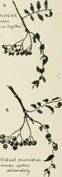 An illustration from Nature drawing from various points of view (1910)