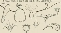 An illustration from Nature drawing from various points of view (1910)