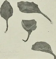Picture 11 of 133 from Nature drawing from various points of view (1910), leaf 33