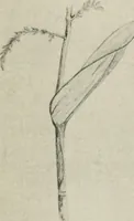 An illustration from Nature drawing from various points of view (1910)