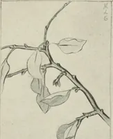An illustration from Nature drawing from various points of view (1910)