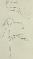 An illustration from Nature drawing from various points of view (1910)