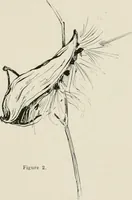 An illustration from Nature drawing from various points of view (1910)
