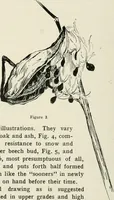 Picture 18 of 133 from Nature drawing from various points of view (1910), leaf 41
