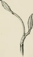 An illustration from Nature drawing from various points of view (1910)