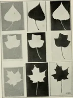 An illustration from Nature drawing from various points of view (1910)