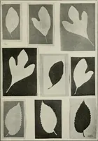 An illustration from Nature drawing from various points of view (1910)