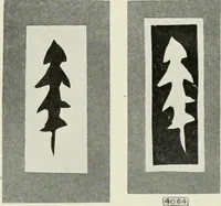 An illustration from Nature drawing from various points of view (1910)