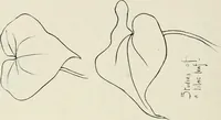 Picture 25 of 133 from Nature drawing from various points of view (1910), leaf 51