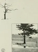 An illustration from Nature drawing from various points of view (1910)