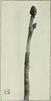 An illustration from Nature drawing from various points of view (1910)