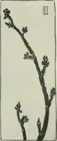An illustration from Nature drawing from various points of view (1910)