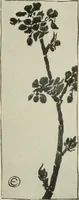 An illustration from Nature drawing from various points of view (1910)