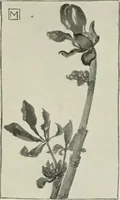 An illustration from Nature drawing from various points of view (1910)