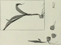 An illustration from Nature drawing from various points of view (1910)